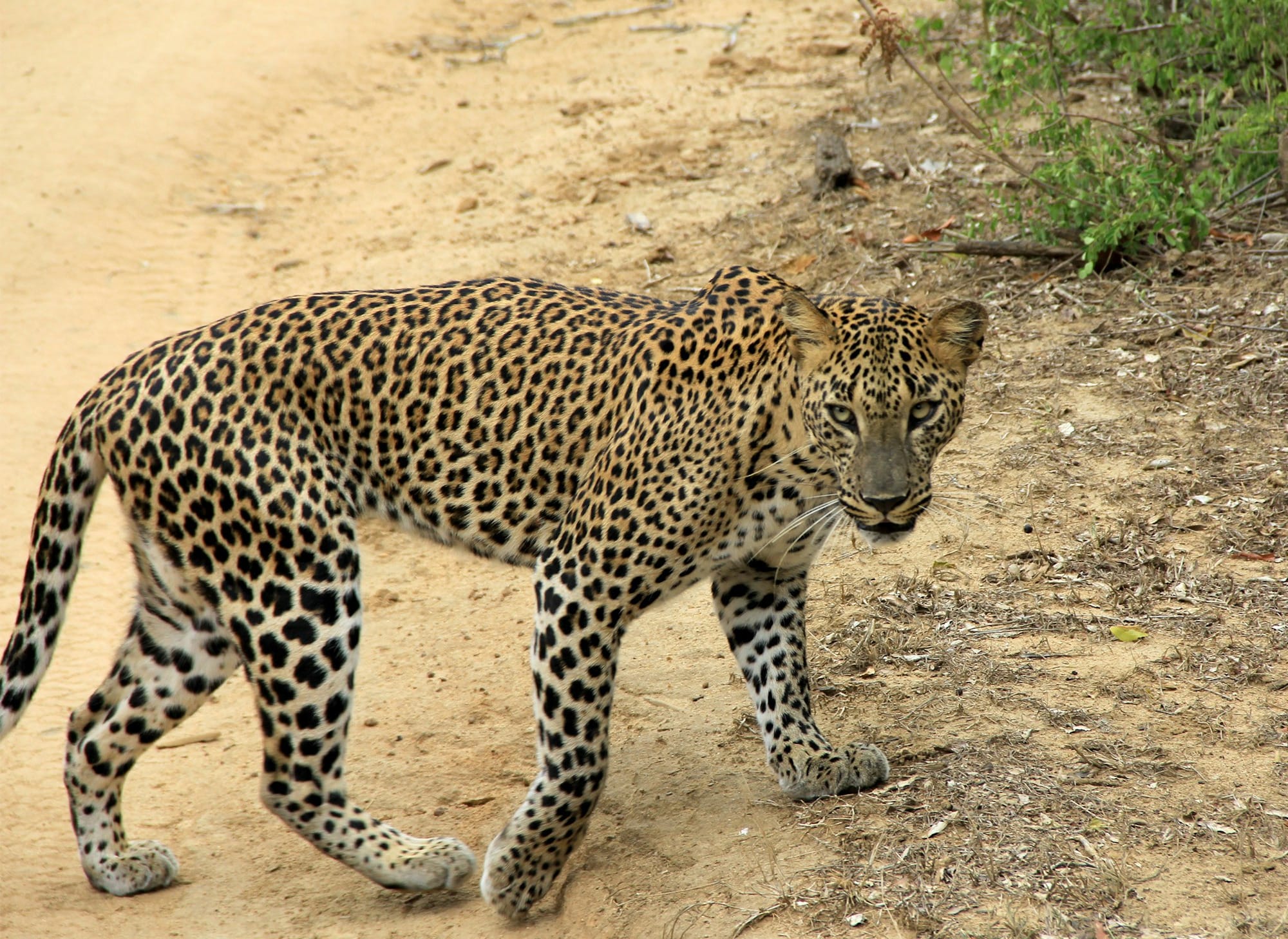 a large leopard walking across a dirt road