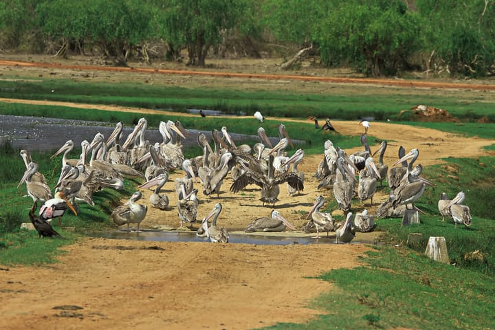 Kumana National Park