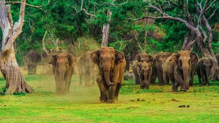 Udawalawe National Park